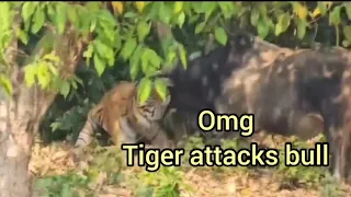 || Tiger attacks bull || बाघ का सांड पर हमला