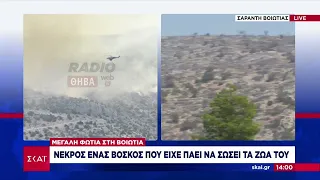 Μεγάλη φωτιά στη Βοιωτία - Νεκρός ένας βοσκός | Μεσημβρινό δελτίο | 21/08/2023