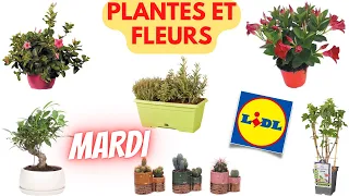 🌻 NOUVEAU CHEZ LIDL 🌻 PLANTES ET FLEURS - Arrivage le 2 mai 2023 - 15 offres en France !