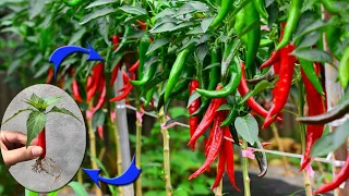 SUPER SPECIAL TECHNIQUE for propagating chili plants with aloe vera, super fast growth