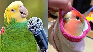 Baby Animals 🔴 Funny Parrots and Cute Birds Compilation (2021) Loros Adorables Recopilación #7