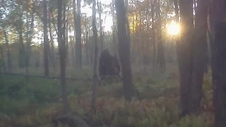 BEST BIGFOOT PROOF/EVIDENCE OF 2014!? BIGFOOT ON CAMERA!