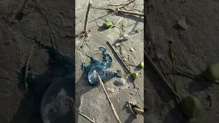 Portuguese man-o-war jellyfish