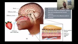 PSY111 CH3PT5: Sensation and Perception: Smell