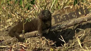 WildEarth - Sunrise Safari - 19 May 2020 - Part 3