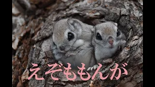 【４K】可愛いエゾモモンガ～北海道の野生動物