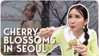 BACK IN SEOUL! (CHERRY BLOSSOMS, EATING RAW CRABS) | JAMIE CHUA