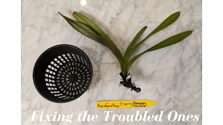 Fixing the Troubled Orchids | Updating the Set Up on my Semi Hydro Flops - More Air, Better Results?