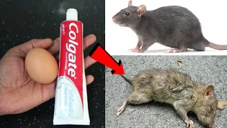 Egg + Colgate | Kill RATS Within 10 minutes || Home Remedy | Mr. Maker