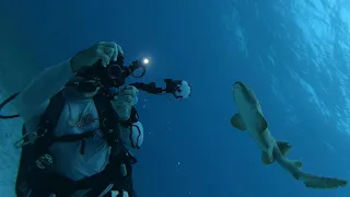 Nurse Shark Bites Scuba Diver