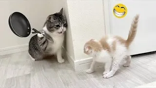 Best Funniest Animals Videos 😅 - Funny Dogs And Cats Videos 2024 🤣 #63