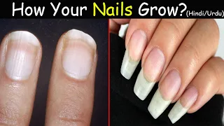 Do you Know How your Nails grow ? in Hindi/Urdu