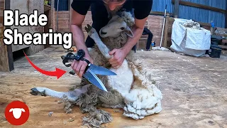 Shearing sheep like the old days