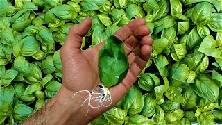SUPER INFINITE BASIL FREE !!! DO THIS to have gorgeous basil at home