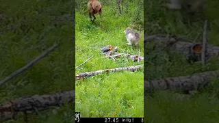 Wolves chasing Elk