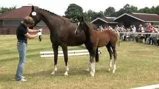 Hf Benicio x Sir Donnerhall x Rubinstein I