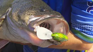 IFISH GOFISH NAGAMBIE - for an $80,000 Murray COD!