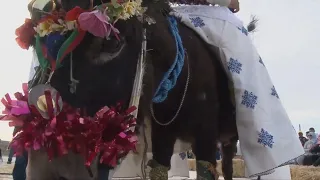 Moroccan village celebrates the donkey, a fixture of daily life there