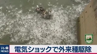 電気ショックで外来魚を駆除（2019年8月2日）