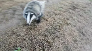 Atak borsuka. Badger attack