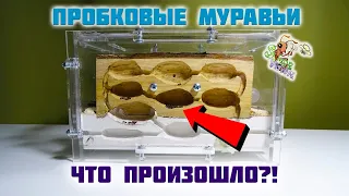 Что стало с пробковыми муравьями?! ● Colobopsis Truncatus