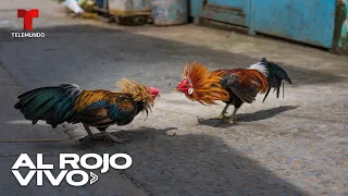 Peleas de gallos siguen generando controversia en México