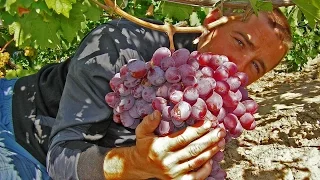 @Виноград Граф Монте Кристо, виноград Полтавщины
