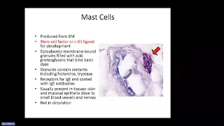 Abbas Chapter 2: Cells and Tissues of the Immune System (Raje)