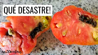 GUÍA COMPLETA CULTIVO DE TOMATE: (4.1) TOMATES ENFERMOS: PLAGA de TUTA absoluta || en20metros