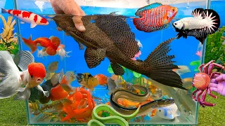 Video tổng hợp cá cảnh đẹp, động vật dễ thương, cá sặc gấm, cá tàu ngầm khổng lồ, rắn xanh, cua đá