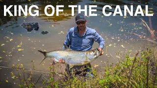 I Told him There Were GIANTS in This Canal! (Fly Fishing for Tarpon)