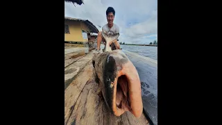 Fishing Video  Mekong Catfish Fishing Thailand 2022- BKKGUY