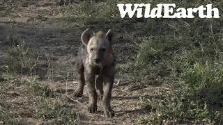 WildEarth - Sunset  Safari - 13 June 2022