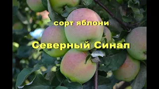 Сорт яблони Северный Синап