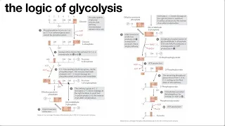 Glycolysis & gluconeogenesis Part I: Chemical logic