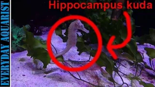 Seahorse Care & Feeding Guide