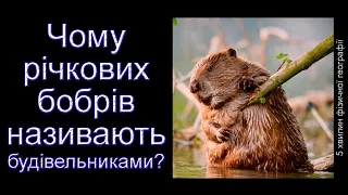 Чому річкових бобрів називають будівельниками?