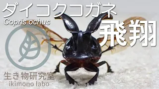 【ダイコクコガネの飛翔】flying Horned dung beetle.