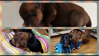 Как растут щенки цвергпинчера от 0 до 2,5 месяцев / Miniature Pinscher puppies from 0 to 2.5 months