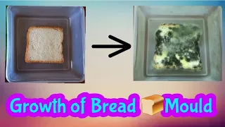 Growth of Bread Mould 🍞(Fungus)/Science Experiment