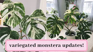 variegated monstera updates: 2017 vs 2020!