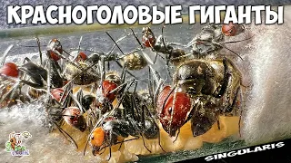 Я завел гигантских муравьев ● Camponotus singularis