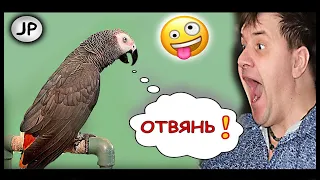 ✅ ПЕТРУНЯ ПОСТАВИЛА НА МЕСТО ЗЛОБНОГО ХОЗЯИНА 🤣ЖАКО ПЕТРУНЯ 🐦 FUNNY PARROT ZHAKO PETRUNYA ) #Shorts