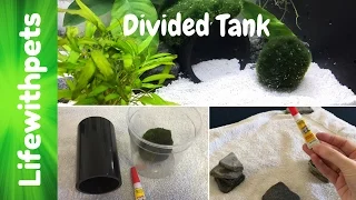 Divided Tank New Set Up (in depth)