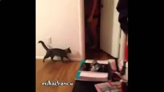 Funny Scared Cats Compilation