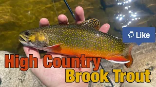 High Country Brook Trout