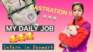 Pig Farm in Denmark | Castration | My daily Job | Intern in Denmark | VLOG 03