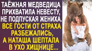 Таёжная медведица лежала около невесты, не подпуская к ней жениха. Все гости разбежались...