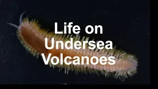 Life on Undersea Volcanoes