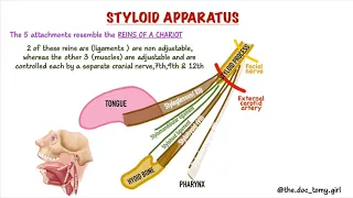 STYLOID APPARATUS | EAGLE'S SYNDROME